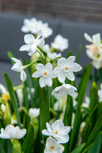 Narcis bloembollen, Paperwhite