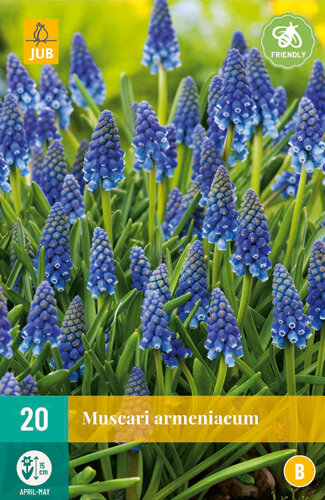 Druifjes bloembollen, Blauwe Muscari (Druifhyacint)