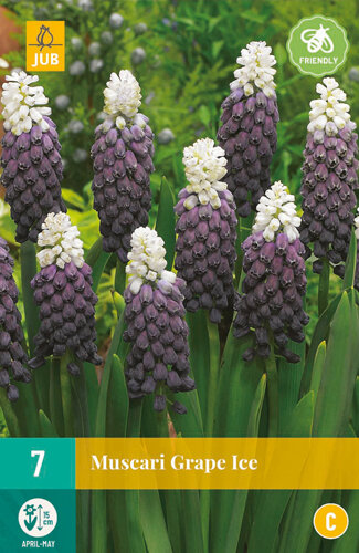 Druifjes bloembollen, Grape Ice (Muscari)