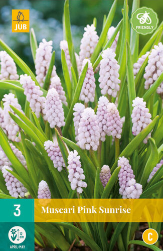 Druifjes bloembollen, Pink Sunrise (Muscari)