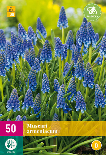 Druifjes bloembollen, Muscari armeniacum (grootverpakking)