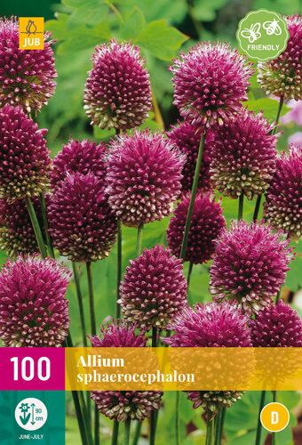 Allium Bloembollen, Sphaerocephalon / Trommelstok (Grootverpakking) 