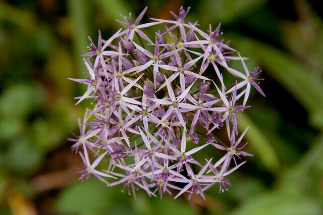 Allium bloembollen, Allium christophii