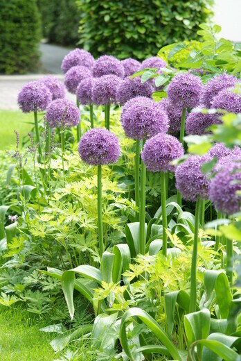 Allium Bloembollen, Globemaster