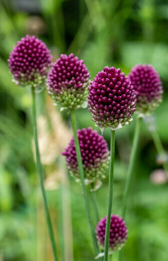 Allium Bloembollen, Sphaerocephalon (trommelstok)