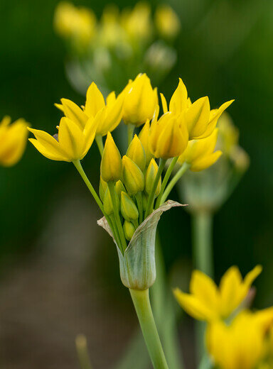 Allium Bloembollen, Yellow Fantasy