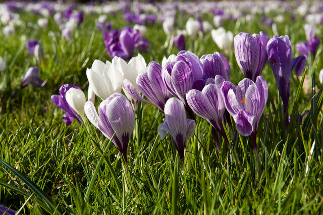 Krokus Bloembollen, Blauw-Witte Mix