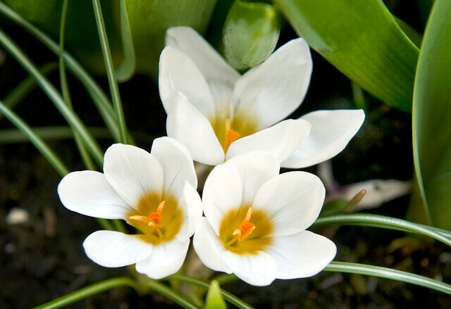 Krokus Bloembollen, Botanisch Ard Schenk