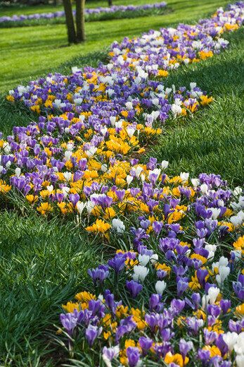 Krokus Bloembollen, Botanische Mix