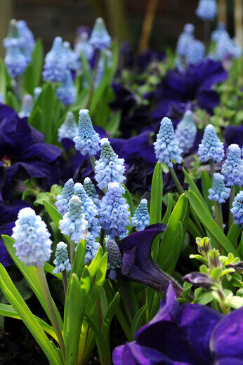Druifjes bloembollen, Azureum (Muscari)