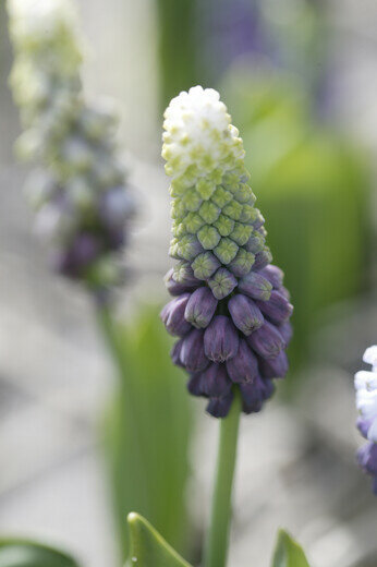 Druifjes bloembollen, Grape Ice (Muscari)