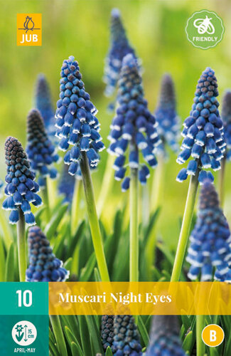 Druifjes bloembollen, Night Eyes (Muscari)