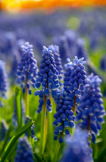 Druifjes bloembollen, BIO Muscari armeniacum