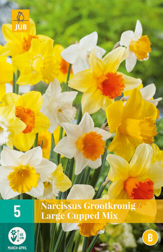 Narcis Bloembollen, Grootkronig Mix