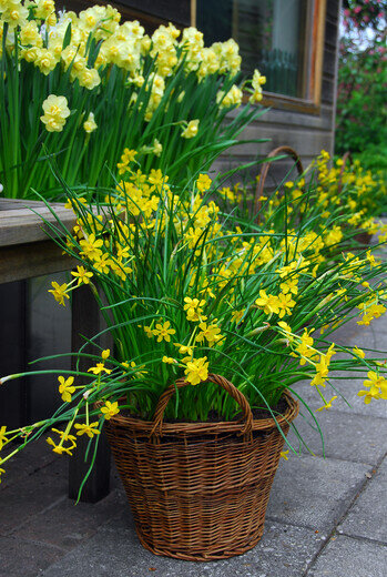 Narcis bloembollen, Baby Boomer