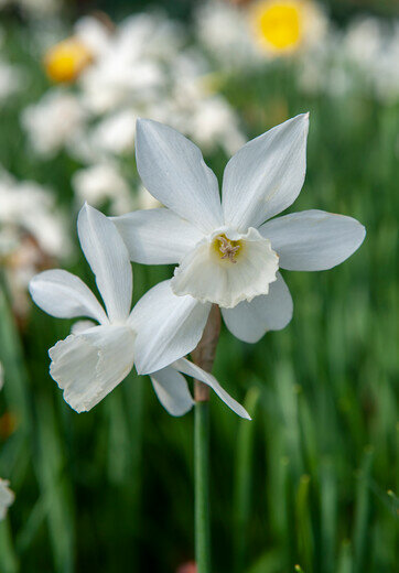 Narcis Bloembollen, Botanisch Thalia