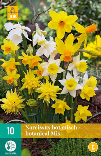 Narcis Bloembollen, Botanische Mix