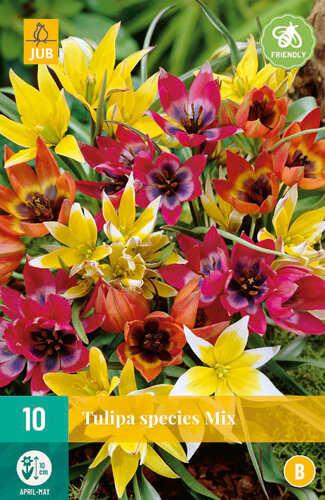 Tulp Bloembollen, Species Mix Botanisch