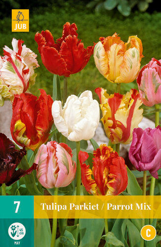 Tulp Bloembollen, Parkiet Mix