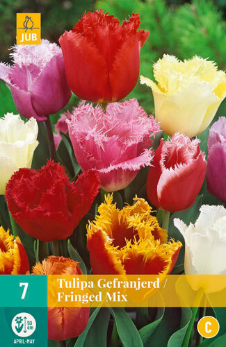 Tulp Bloembollen, Gefranjerd Mix