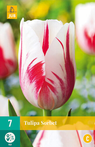 Tulp Bloembollen, Sorbet