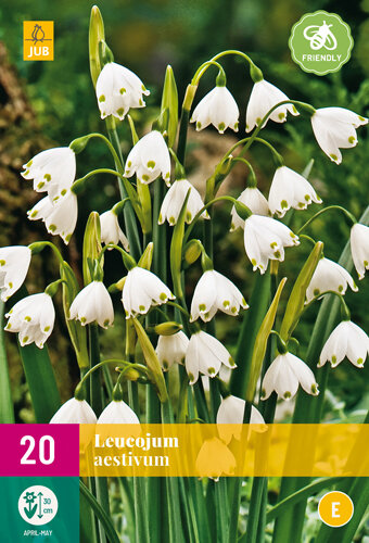 Zomerklokje Bloembollen, Leucojum aestivum (Grootverpakking)