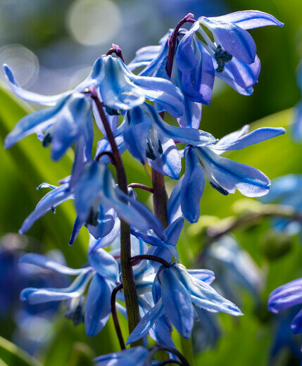 Sterhyacint bloembollen, Scilla Siberica