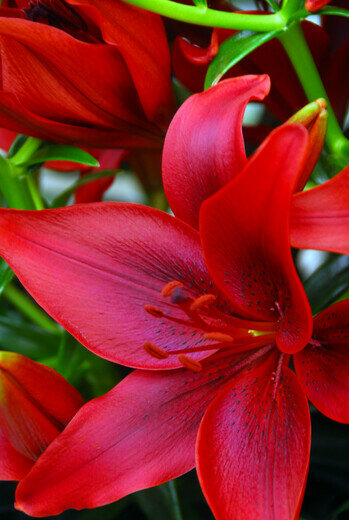 Lelie bloembollen, Lilium Asiatic Red