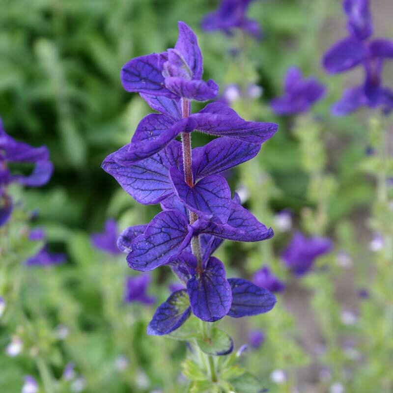 Salvia zaden, Bonte Salie (paars) | BIO