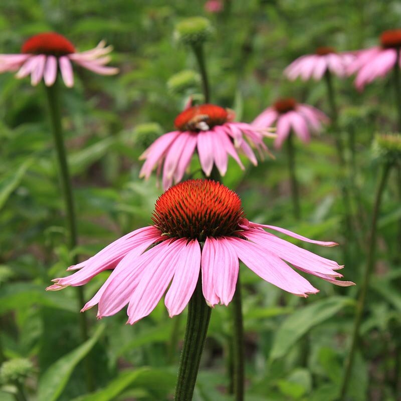 Zonnehoed zaden, Rode Echinacea | BIO