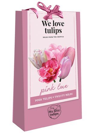 Tulpen bloembollen, Pink Love