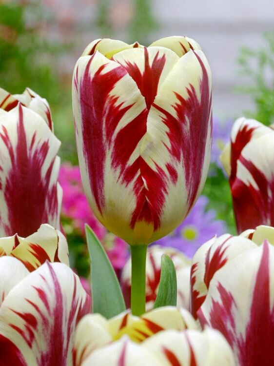 Tulp bloembollen, Grand Perfection