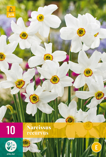 Narcis bloembollen, Recurvus (XL)