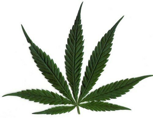 Hennep zaden, 'Uso 31' (Olie- en vezelhennep)