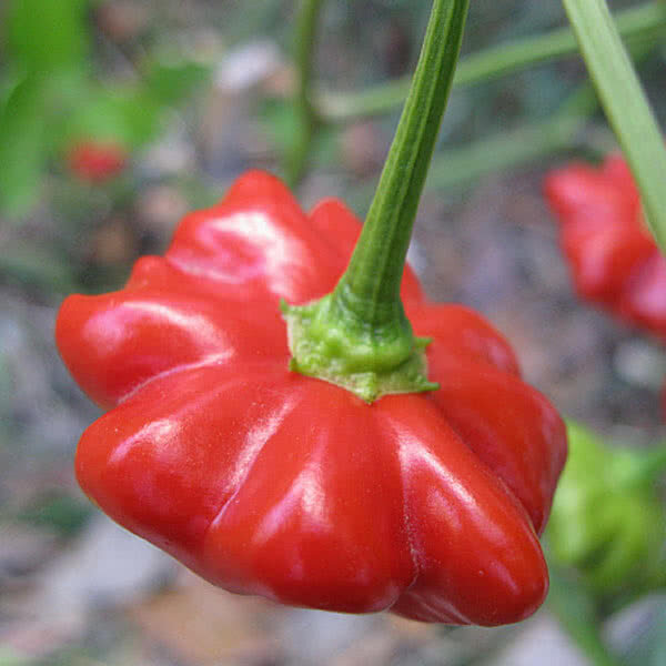 Peper zaden, Aji Brazilian Starfish
