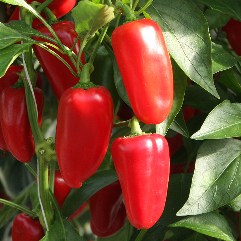 Paprika zaden, Snackpaprika 'Arwen' | BIO