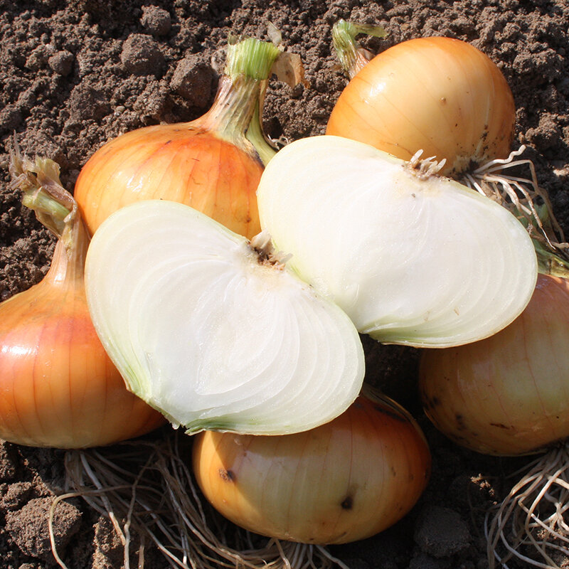 Ui zaden, Stuttgarter (uien) | BIO