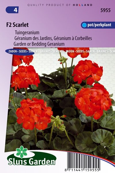 Geranium zaden, F2 Scarlet