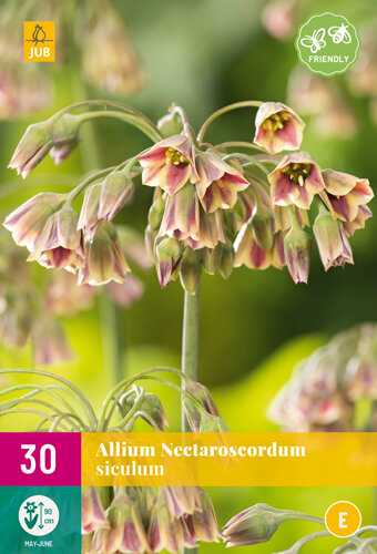 Allium bloembollen, Nectaroscordum siculum (30 st.)