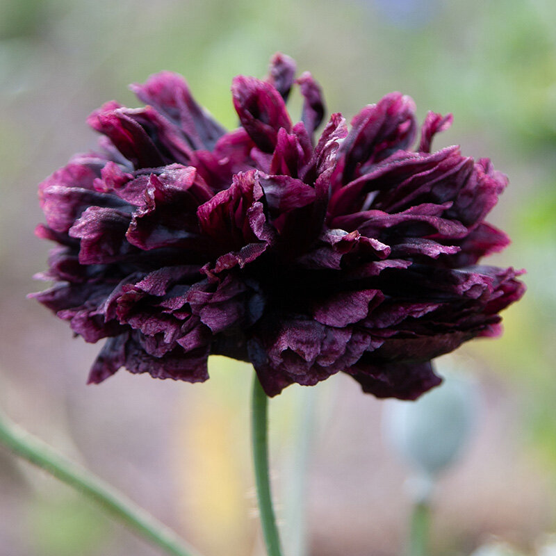 Papaver zaden, Black Paeony | BIO