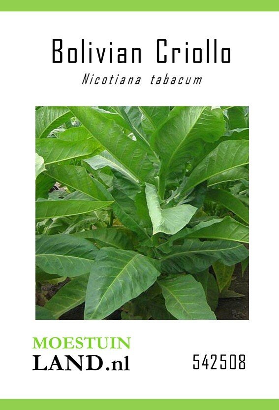 Tabaksplant zaden, Rooktabak 'Bolivian Criollo