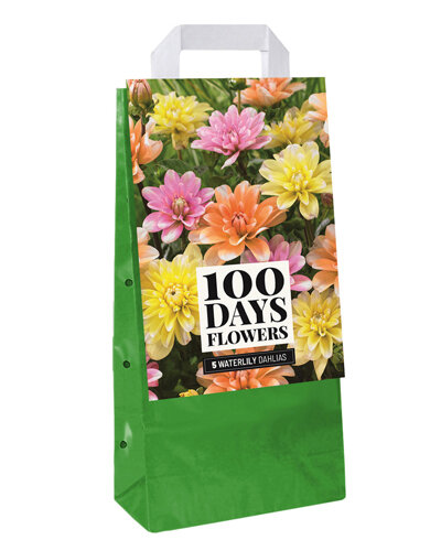 Dahlia mix, Waterlily (Lelie)