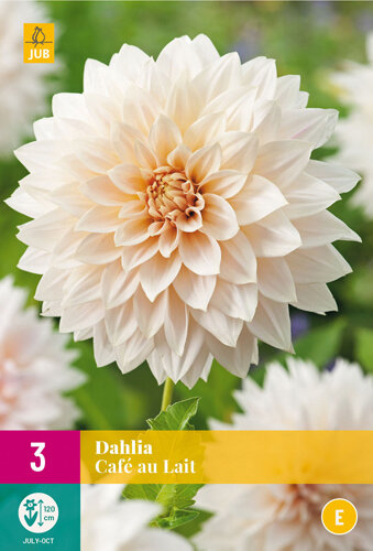 Dahlia knollen, Cafe au Lait (3 knollen)