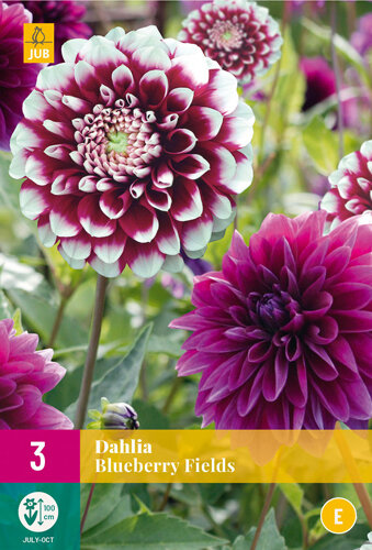Dahlia knollen, Blueberry Fields