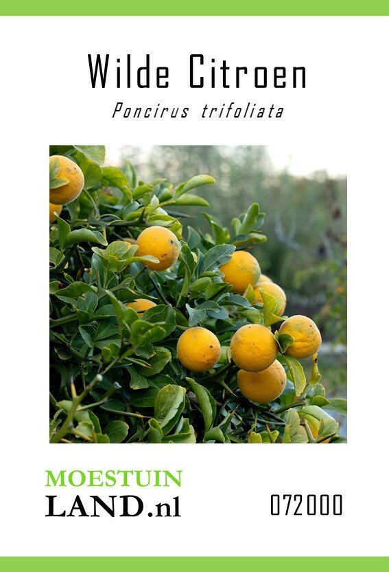 Wilde Citroen zaden, Poncirus trifoliata