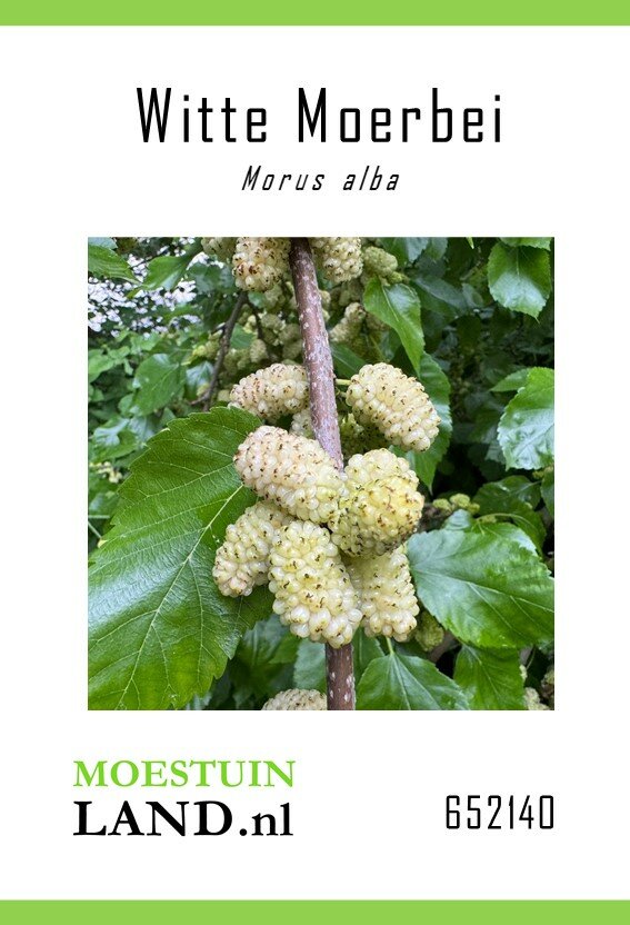 Moerbei zaden, Witte (Morus alba)