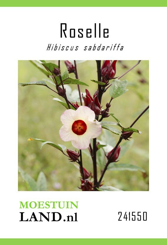 Roselle zaden, Hibiscus sabdariffa