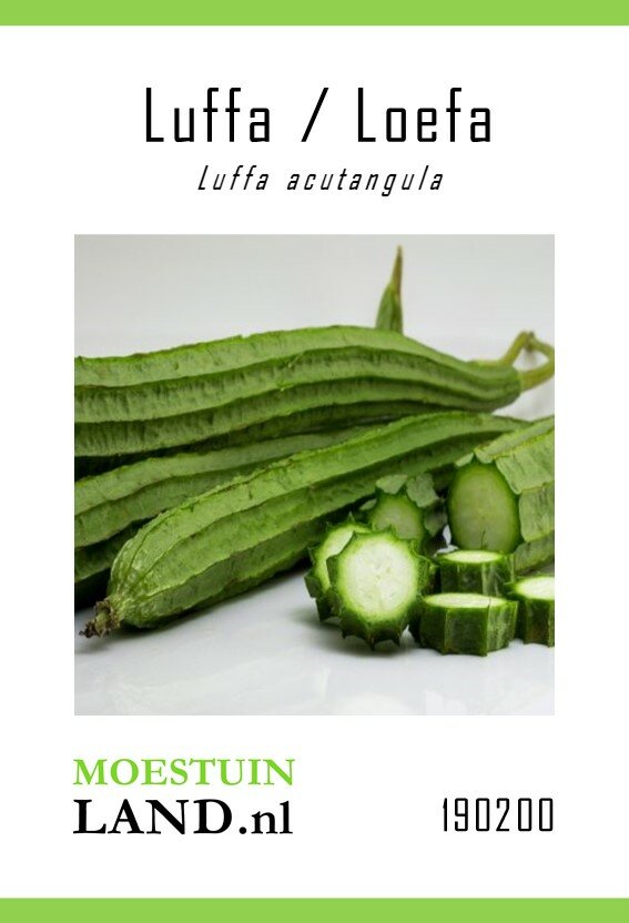Luffa zaden, 'Early Moon F1' (Teroi)