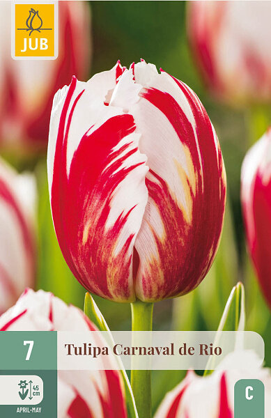 Tulp Bloembollen, Carnaval de Rio