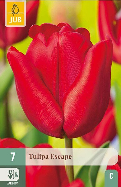 Tulp Bloembollen, Escape